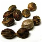 Семена марихуаны АК-47  (Seeds AK-47) в Лесосибирске